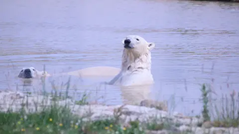 Two polar bears in a large pool in an enclosure. One has its head just above the water as it swims. The other is propped up and the top of its chest can be seen above the water.