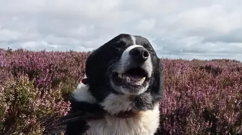 The head of a large black and white dog pokes up out of the lush, purple flowers that blanket the field. It's eyes are closed and it's mouth is open in a goofy smile. 