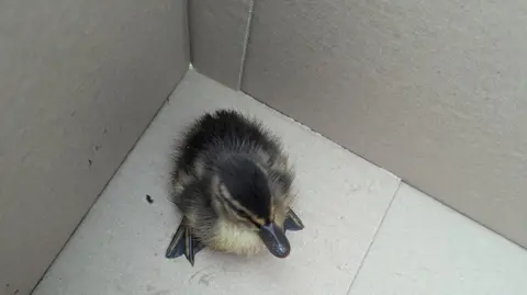 A dark grey duckling is photographed in a cardboard box.