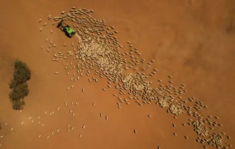 Mark Evans / Getty Images An aerial view as a farmer feeds his sheep in Louth, Australia in February. Local communities in the Darling River area are facing drought and clean water shortages as debate grows over the alleged mismanagement of the Murray-Darling Basin.