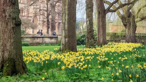 BBC Weather Watcher, Elsie from the block Oxford - carpet of daffodils under trees.