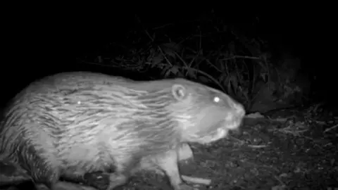Contributor A black and white image taken from a nighttime video that looks a bit like a still from CCTV shows a beaver in profile. The beaver's fur looks wet and its eye is glowing bright white as if from a flash. It is standing on soil and some foliage is visible in the dark background.