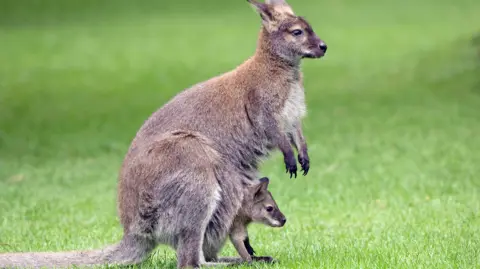 Alamy A wallaby and a baby wallaby stand next to each other. They have brown fuzzy coats, small ears and long tails.