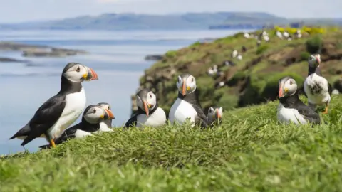 Getty Images Puffins