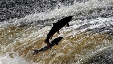 David Cheskin/PA Wire Atlantic salmon and sea trout try to make their way up stream by jumping. Water is fast flowing. The two fish are in the air and out of the water.