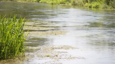 Slow moving waters of the RIver Test with green lush river banks and reeds either side