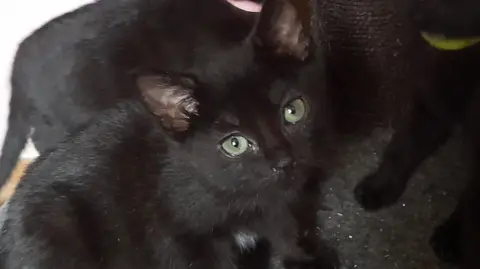 Cat Protection Black cat with green eyes