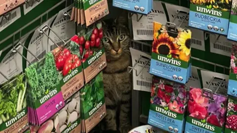Seeds handing in a display at a garden centre with a cat seen sat in the corner.