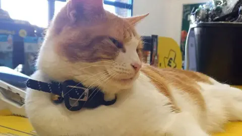 The Adventures of Nala A ginger and white cat, lying on a yellow counter, with a collar round her neck. 