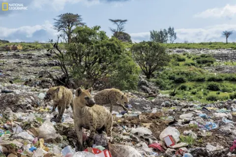 Brian Lehmann / National Geographic Hyenas