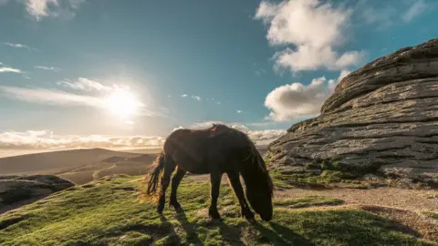 Thomas Faull Dartmoor pony with sun shining in the background