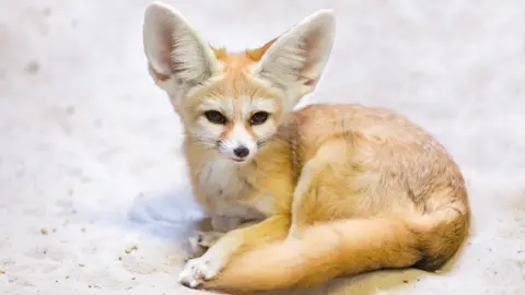 Getty Images Small, light orange/brown fennec fox adult with large ears