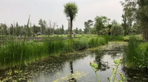 Victoria Gill, BBC News The scene shows a traditional wetland farming site in Xochimilco, close to Mexico City. This is the natural home of the axolotl - it is green and verdant with vegetation, there are crops growing and there is a murky canal in the foreground. This is one of the sites of ongoing habitat restoration for the Mexican axolotl.