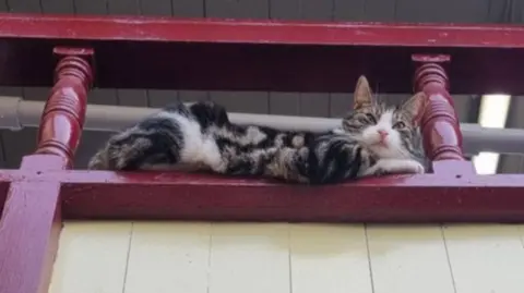 A white and tabby cat resting on ledge.