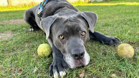 A large grey dog called Moose lying on grass. It has white paws and white fur around its nose. Two tennis balls are wither side of its face