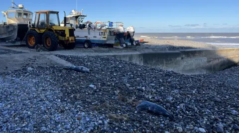 The bodies of two seals rest on a rocky beach. Boats rest nearby on trailers. The coastline can be seen in the distance.
