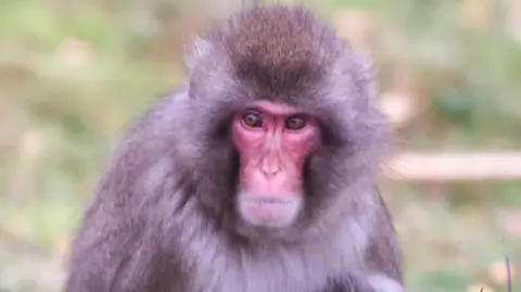 RZSS Luka is a Japanese macaque. He has a red face, brown eyes and light brown fur.