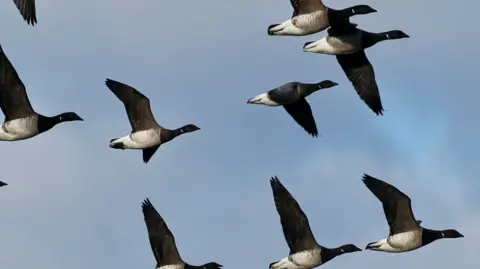 Geese flying in formation