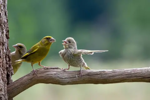 Jacek Stankiewi/Comedy Wildlife Photography Awards Greenfinches on a branch