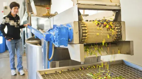 Getty Images Olive processing