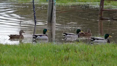 BBC Weather Watchers/Little Acorns Ducks swim along floodwaters in Southam, Warwickshire