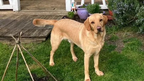 A golden retriever next to some canes which mark the spot in which he was digging 