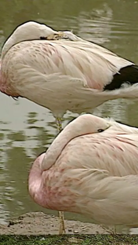 Birds by a lake