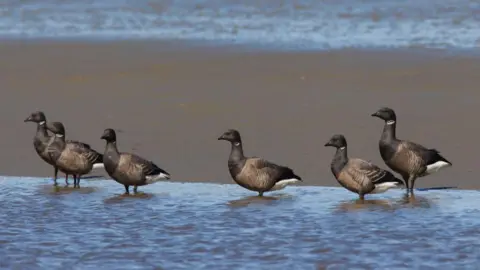 Getty Images 6 small grey and black geese stand in the shallow area of dark blue sea. A small patch of dark brown sand can be seen behind them.