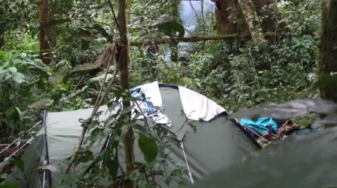Tom Lovett A green tent pitched in a forest, surrounded by thick, green vegetation. 