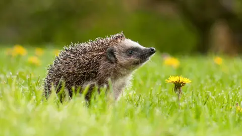 Getty Images hedgehog