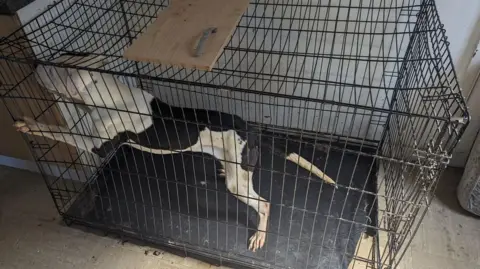 RSPCA Rocco, a black and white bully dog, being kept inside a cage.