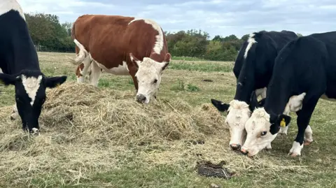Four cows eating hay at Gorse Hill City Farm, in Leicester.