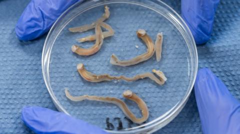 Shipworms in a petri dish