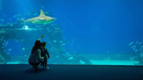 Bristol Aquarium A mother and a child crouching down in front of an aquarium tank pointing up at a shark as it swims by