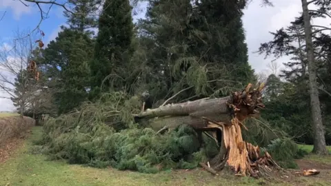 BBC A fallen tree at Wakehurst