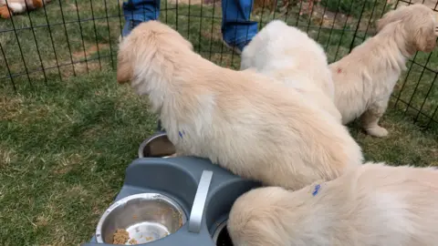 Four golden retriever puppies in an outside enclosure. They have their backs to the camera. Two of them are eating from dog bowls. A person is standing near the enclosure.