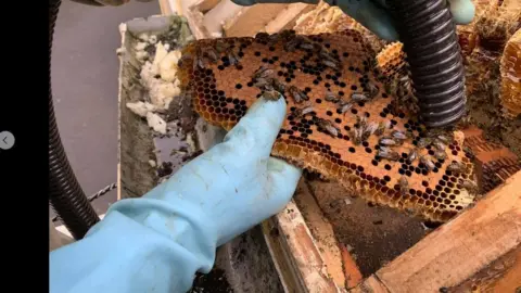 Stephen Kelly Bee hoover