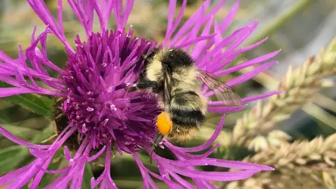 National Trust Shrill carder bee