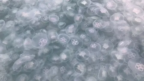 Chris Hinton Moon jellyfish