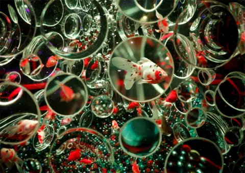 Issei Kato / Reuters Colourful goldfish are seen through lots of lenses