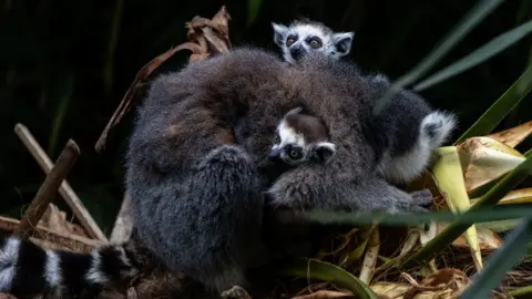 Philip Joyce Lemur babies with mother
