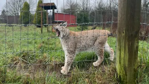 A Eurasian Lynx yawns in its enclosure. The animal is behind a fence which is attached to a wooden pole which has turned green. A red building is visible in the distance along with several trees.