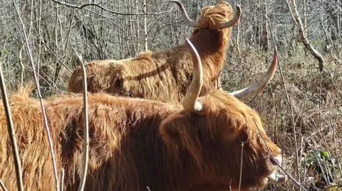 Kent Wildlife Trust Two highland cows grazing.