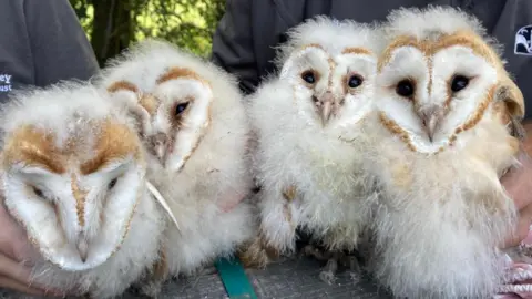 Four baby owls being held up on a table by two people. They are white and fluffy with heart-shaped faces and big black eyes and a pointed beak. The two on the right look to be looking into the camera. The two on the left look like they are falling asleep.