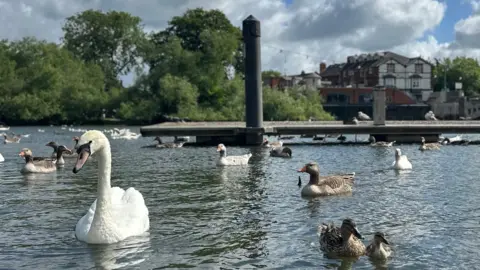 Lots of swans and brown-feathered ducks swimming along the river, a pier in the background.