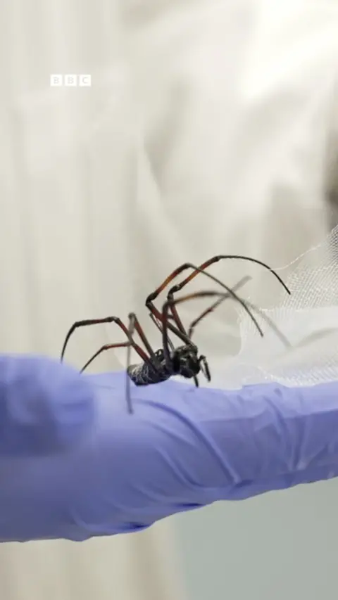A golden orb-web spider.