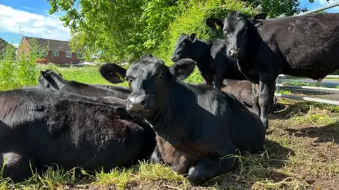 Ellen Knight/BBC Close-up photograph of the cows, which are small and have brown-black solid coats. Four of them are lying down, while two are standing up. They are looking towards the camera with a curious expression, with their ears pricked. The ground they are lying on is grassy and green, and the sky is bright blue. 