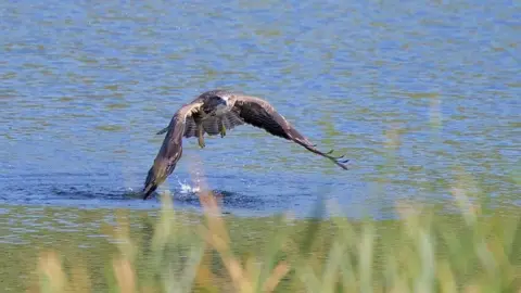 Steve Mason A buzzard has just emerged from a lake. It is brown and white with yellow feet and large brown wings.