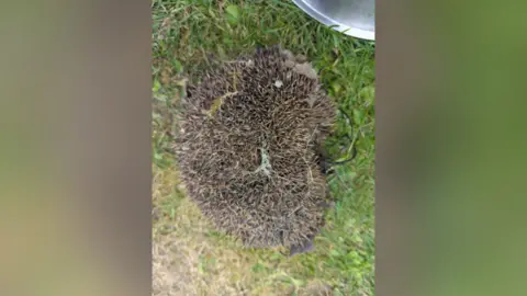 RSPCA A hedgehog on grass