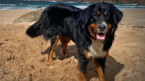 Mali, a Bernese Mountain dog, stands on a beach, with the sea in the backgound